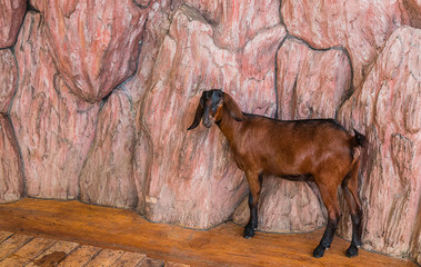 goat in corral