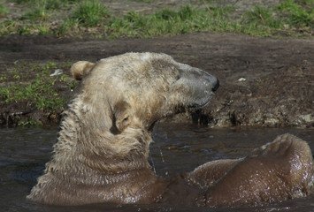 The polar bear (Ursus maritimus)	