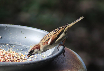 The house sparrow (Passer domesticus)