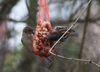 The house sparrow (Passer domesticus)