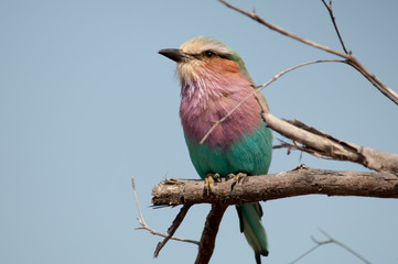 Lilac breasted roller