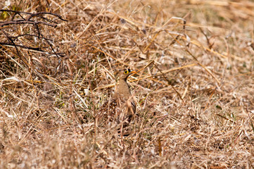 Sandgrouse camouflaged