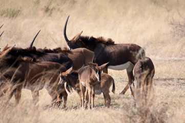 Sable antelope 