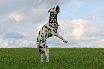 Dalmatiner springt nach einem Lerckerchen