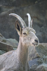 Das Auge des Steinbocks