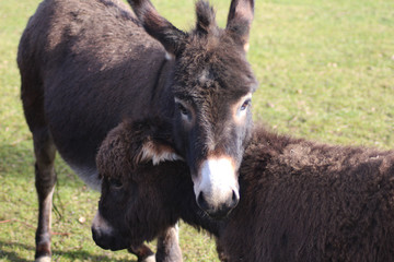 Dwarf donkey