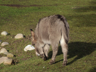 Dwarf donkey