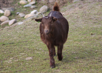 Pygmy goat	