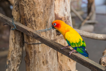 lovely parrot