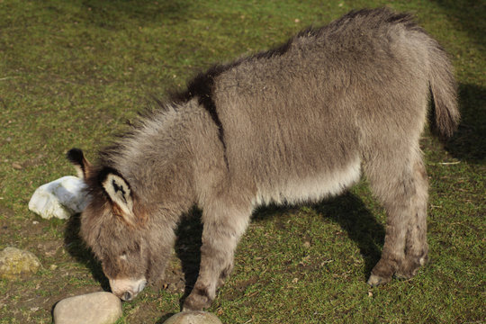Dwarf donkey