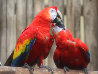 The scarlet macaw (Ara macao)