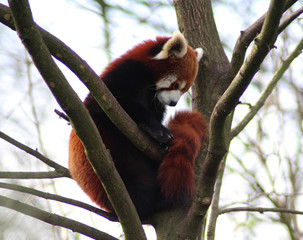 The red panda (Ailurus fulgens)	