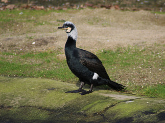 cormorant