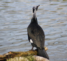 cormorant