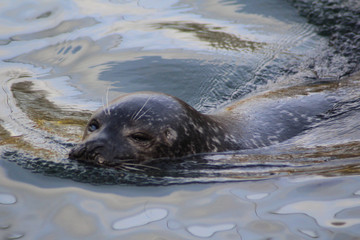 Fototapeta premium The harbor seal (Phoca vitulina)