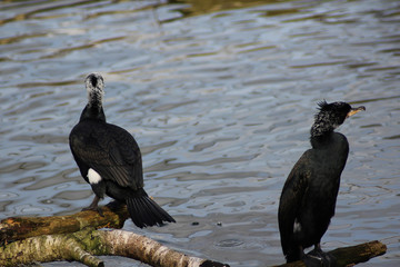 cormorant
