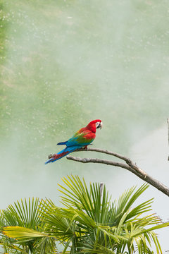Parrot perched on a tree, Ara, colorful birds

