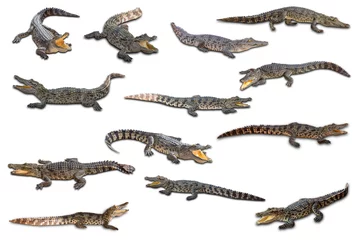 Crédence de cuisine en plexiglas Crocodile Freshwater crocodile