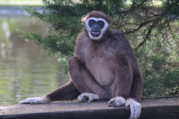 The lar gibbon (Hylobates lar)