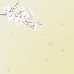 Flower Background, Sakura, Petals 