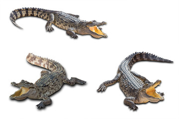 Fototapeta premium Freshwater crocodile on white background