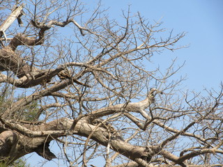 baobab trees