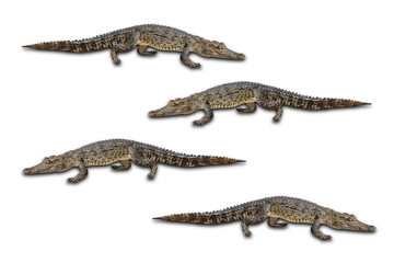 Freshwater crocodile