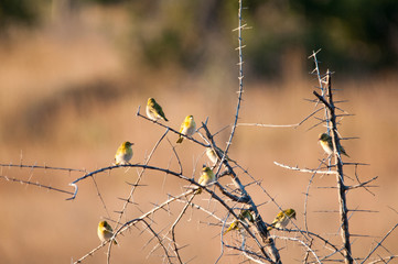 Fototapeta na wymiar White eye birds