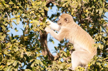 Obraz premium Vervet monkeys