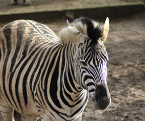 Obraz na płótnie Canvas The Chapman's zebra (Equus quagga chapmani)