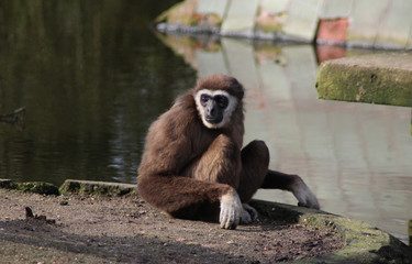 The lar gibbon (Hylobates lar)