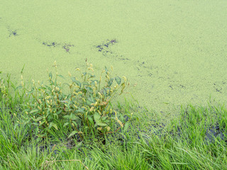 Wasserlinse am Teich 