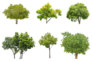 geïsoleerde groene boom