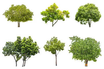 Deurstickers Bomen geïsoleerde groene boom