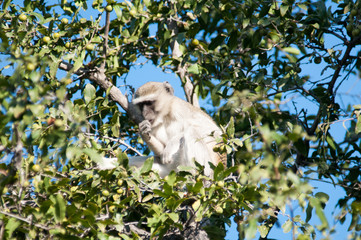 Vervet monkeys