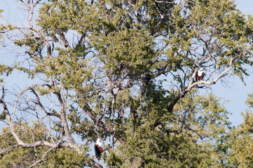 African fish eagle