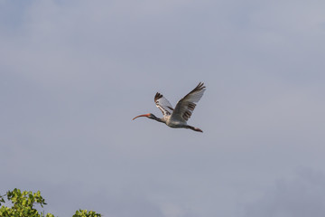 Juvenile White Ibis Flying, J.N. ''Ding'' Darling National Wildlife Refuge, Sanibel Island, Florida, USA
