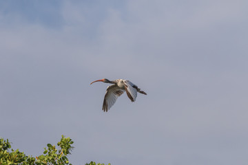 Juvenile White Ibis Flying, J.N. ''Ding'' Darling National Wildlife Refuge, Sanibel Island, Florida, USA