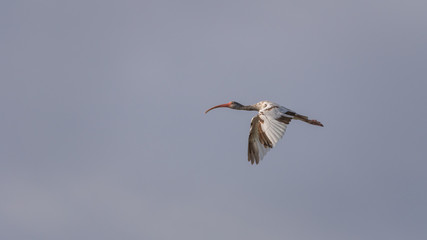 Juvenile White Ibis Flying, J.N. ''Ding'' Darling National Wildlife Refuge, Sanibel Island, Florida, USA