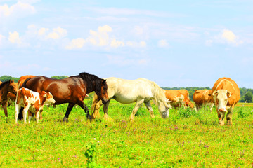 Fototapeta na wymiar Farm animals, cows and horses