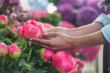 close-up partial view of female hands with beautiful peony flowers