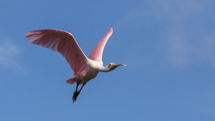 Roseate Spoonbill Flying, J.N. ''Ding'' Darling National Wildlife Refuge, Sanibel Island, Florida, USA
