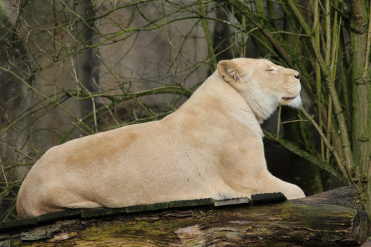 white female lion