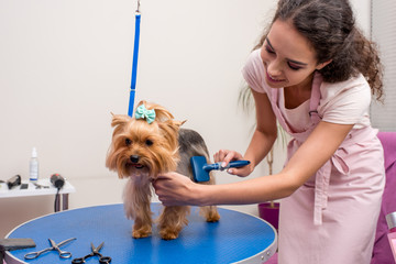 smiling professional groomer holding comb and grooming cute small dog in pet salon