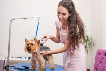 smiling young groomer in apron trimming cute furry dog in pet salon