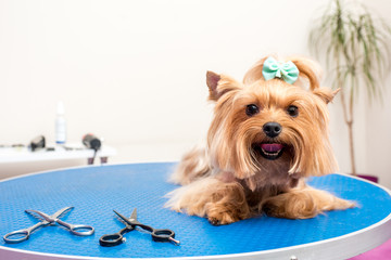 cute furry yorkshire terrier dog lying on table in pet salon