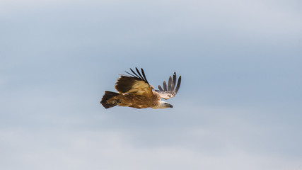 Griffon vulture, Gyps fulvus, bird of prey flying
