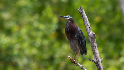 Green Heron, J.N. ''Ding'' Darling National Wildlife Refuge, Sanibel Island, Florida, USA