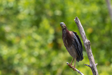 Green Heron, J.N. ''Ding'' Darling National Wildlife Refuge, Sanibel Island, Florida, USA