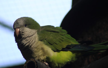 The monk parakeet (Myiopsitta monachus)